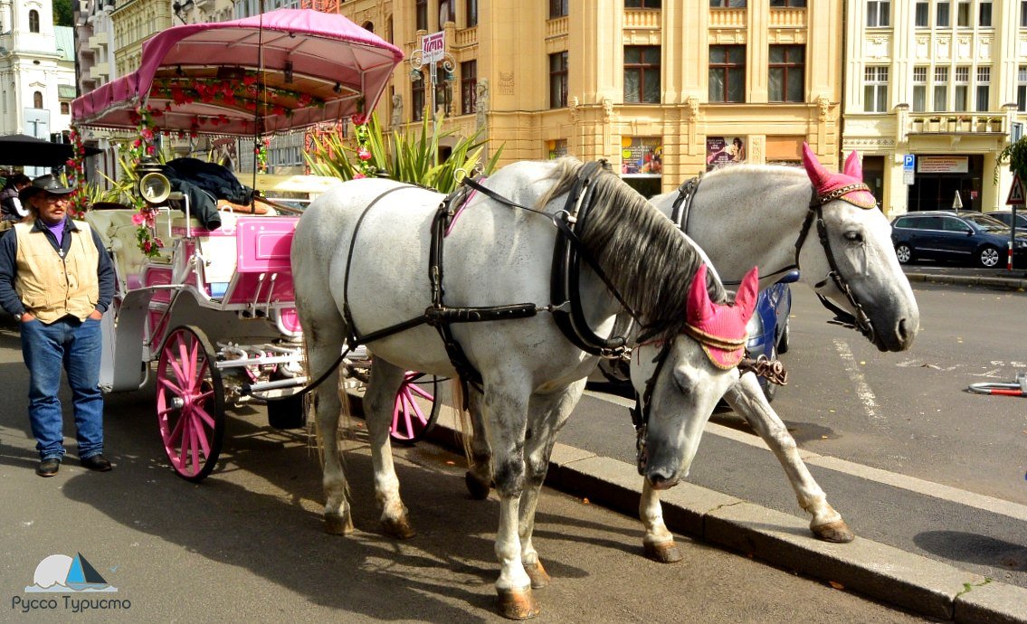 По центру города можно покататься на лошадях в Карловых Варах