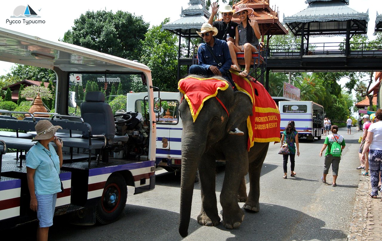 Слоны в Таиланде - Nong Nooch Tropical Garden