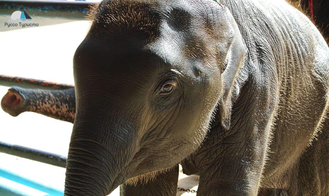 Слоны в Таиланде - Nong Nooch Tropical Garden