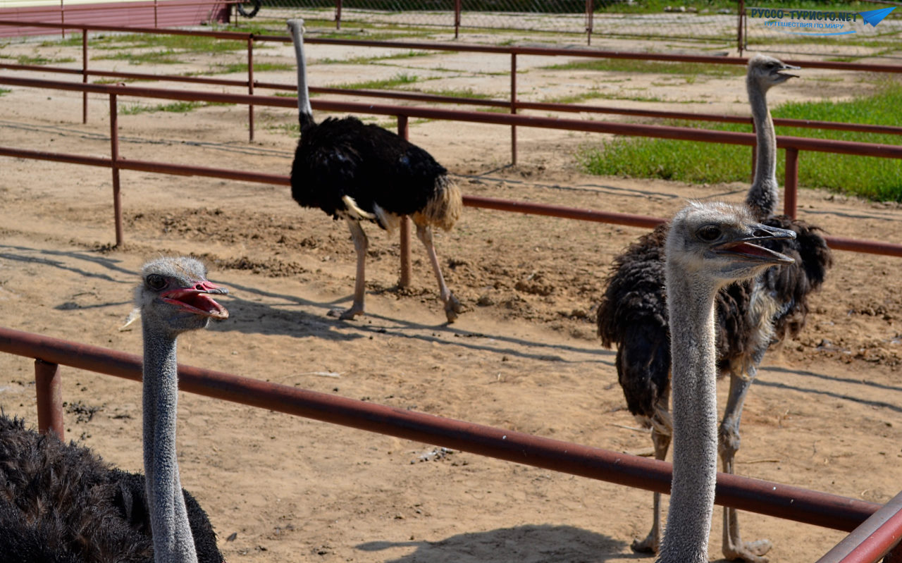 Поездка в Серпухов - страусиная ферма Русский страус