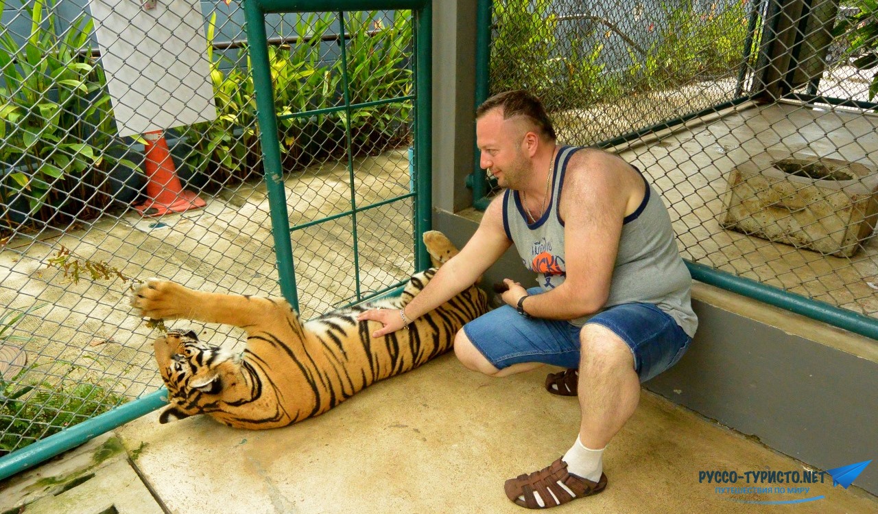 Тигриный зоопарк в Паттайе - Tiger Park Pattaya