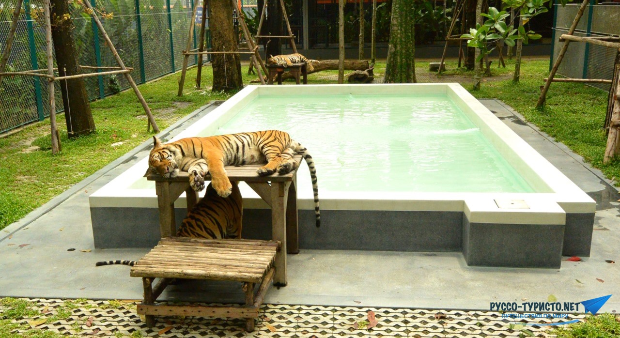 Тигриный зоопарк в Паттайе - Tiger Park Pattaya