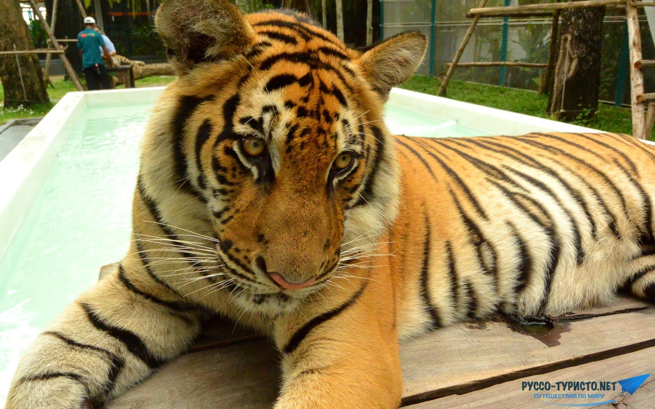 Тигриный зоопарк в Паттайе