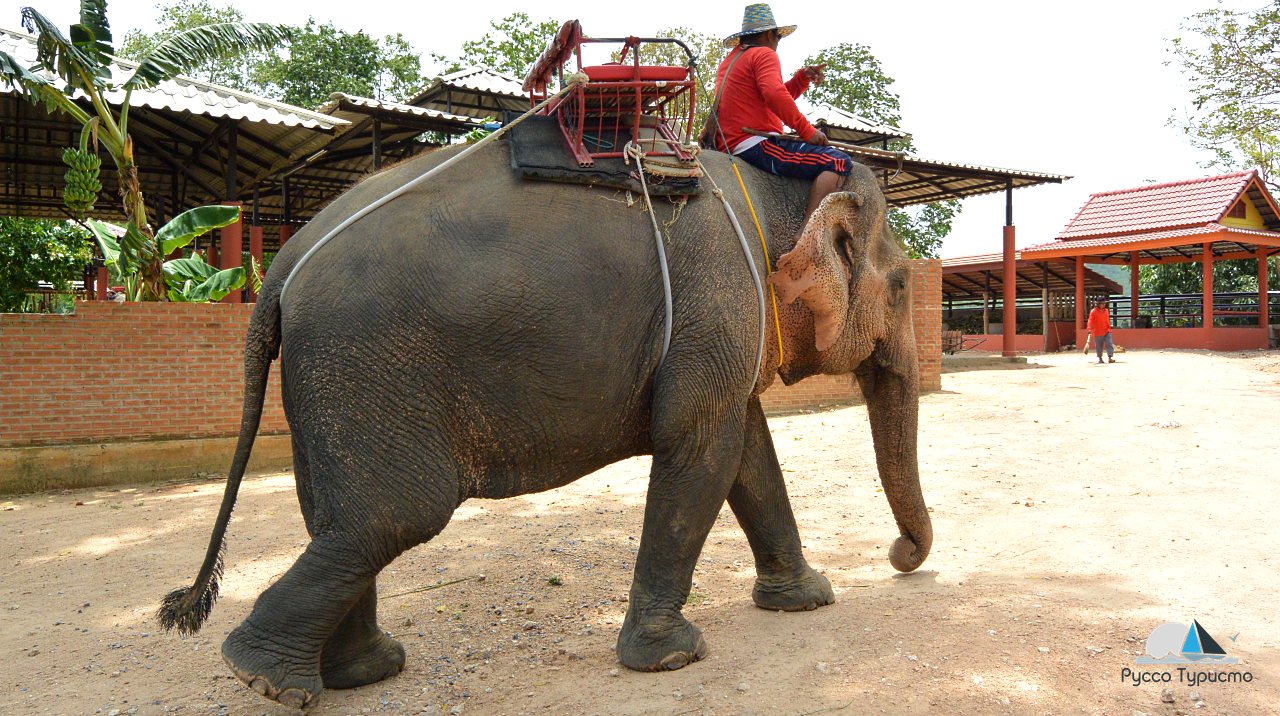 Слоны в Таиланде - Changthai Thappraya Safari