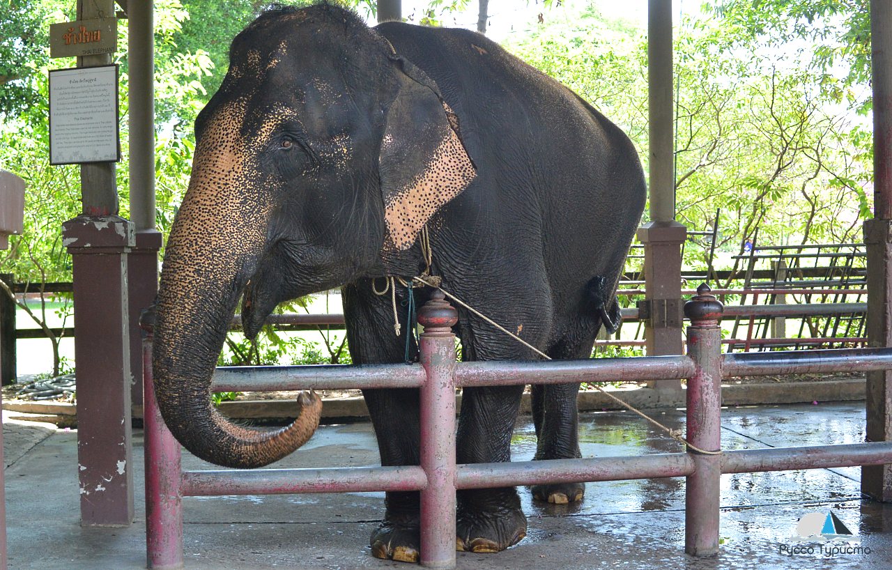Слоны в Таиланде - Rose Garden - Suam Samphan