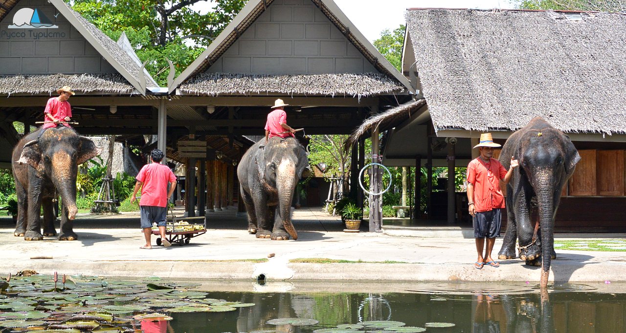 Слоны в Таиланде - Rose Garden - Suam Samphan