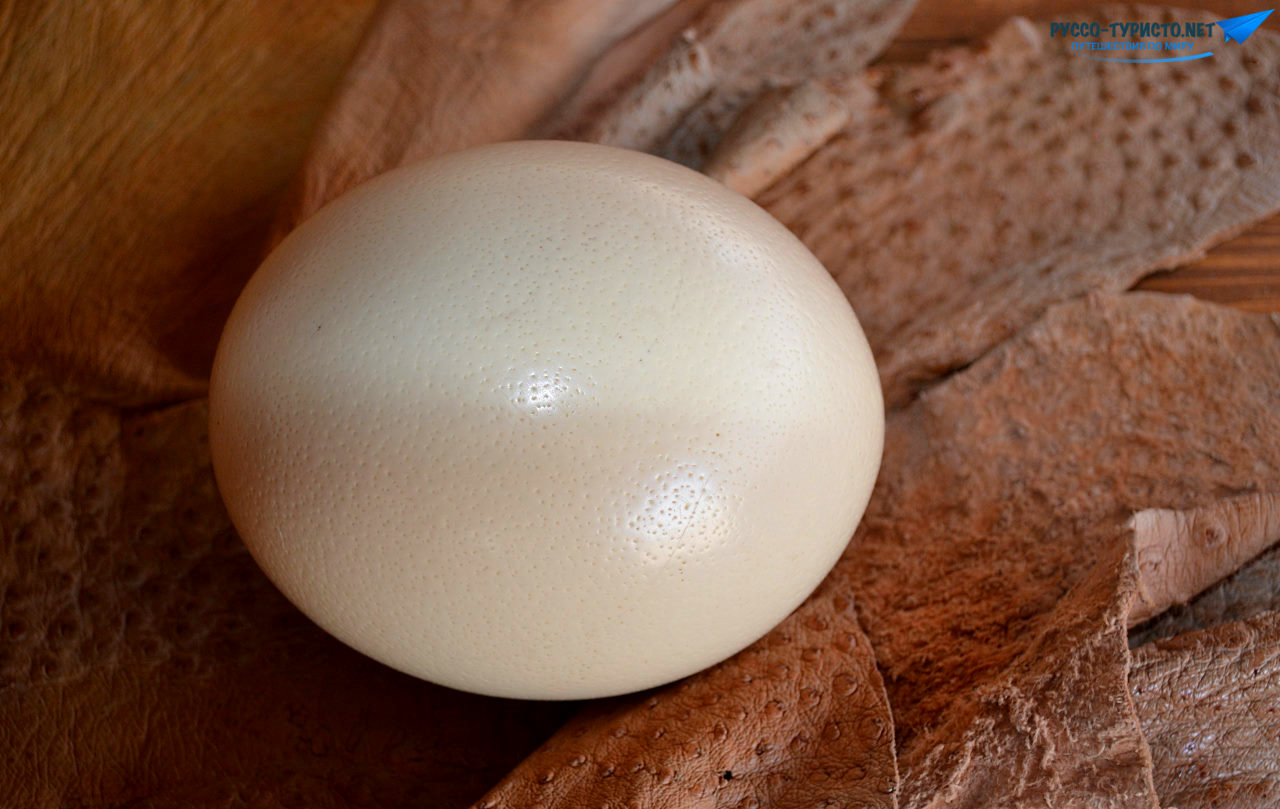 Какого размера яйцо страуса