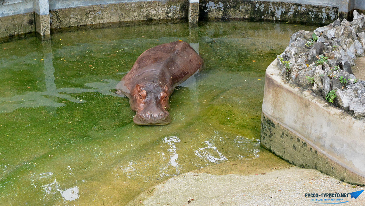 Зоопарк Дусит в Бангкоке - Dusit ZOO